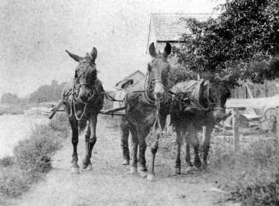 erie-canal-mules